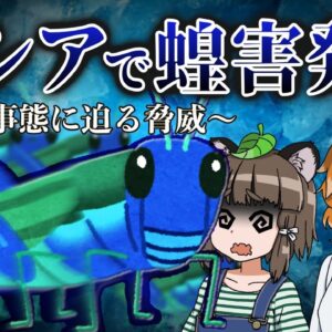 【蝗害】ロシアでバッタが大量発生！？食糧危機の更なる脅威となるか…