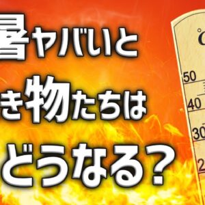 【猛暑】暑すぎると生き物たちはどうなるのか？