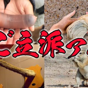 【珍生物】見た目がご立派過ぎる生き物10選