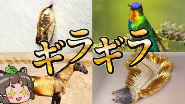 【極彩色】ド派手すぎる！？ギラギラな生き物6選