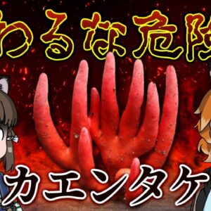 【猛毒】さわれば地獄の片道切符！？カエンタケ【へんないきもの#85】
