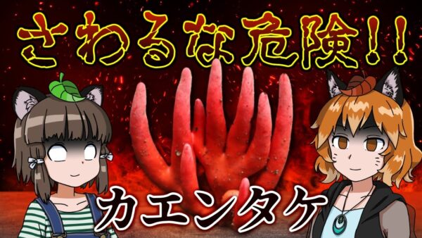 【猛毒】さわれば地獄の片道切符！？カエンタケ【へんないきもの#85】