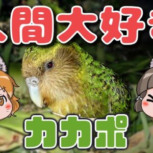 【激カワ】人間大好き！飛べない鳥カカポ【へんないきものRE#2】