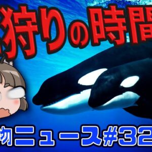 【猛る動物SP】シャチの殺し屋コンビが大暴れ！？ゾウが恐怖の復讐？漆黒のヒグマ「RT」堕つ…【生き物ニュース#32】