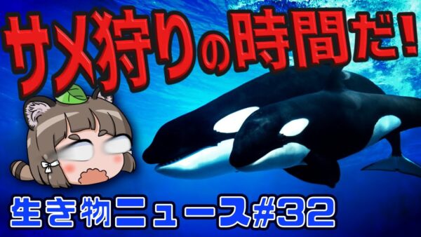 【猛る動物SP】シャチの殺し屋コンビが大暴れ！？ゾウが恐怖の復讐？漆黒のヒグマ「RT」堕つ…【生き物ニュース#32】