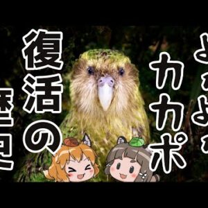 【最弱】よわよわカカポ復活の歴史｜無警戒で飛べない鳥が絶滅を免れた理由