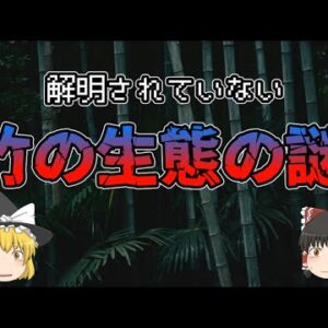 【ゆっくり解説】謎に包まれた『竹』の生態