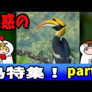 魅惑の鳥特集！その②