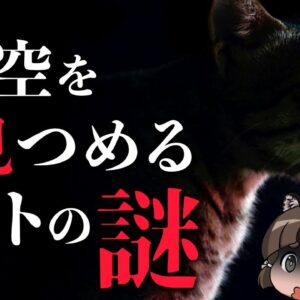 【怪奇現象】虚空を見つめるペットには一体何が見えているのか…