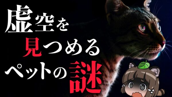 【怪奇現象】虚空を見つめるペットには一体何が見えているのか…