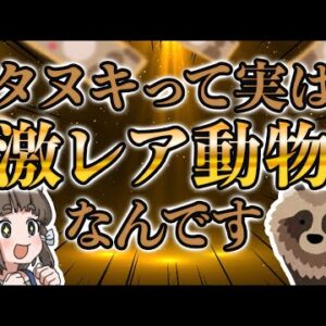 【知ってた？】タヌキって実は激レア動物なんです！！