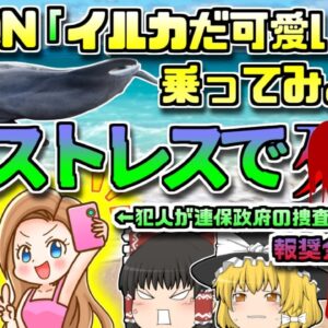 【2022年ｱﾒﾘｶ】DQN「イルカが打ち上げられてる！乗ってみようぜ！」→イルカがストレスで〇亡。男女グループに報奨金がかかる【ゆっくり解説】