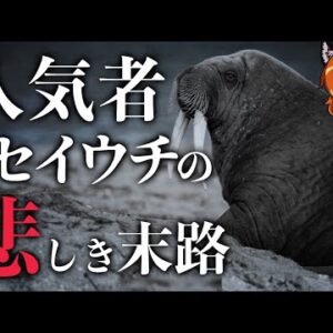 【警鐘】SNSで人気者のセイウチが迎えた悲惨な末路とは…