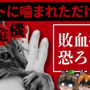 【敗血症】ペットに噛まれただけで命の危機！？口内に潜む危険な細菌とは…