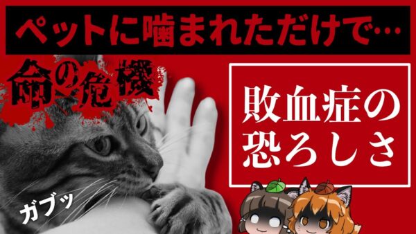 【敗血症】ペットに噛まれただけで命の危機！？口内に潜む危険な細菌とは…