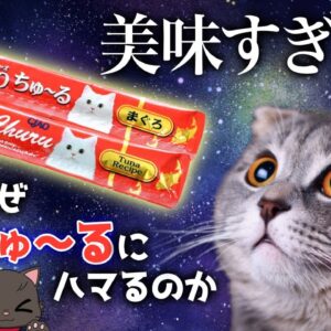 【中毒】猫はなぜ「ちゅ～る」にドハマリするのか｜いなばペットフードの巧妙な戦略とは