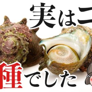 【大発見】みんなが食べてるサザエ、実は学名すら無い新種でした