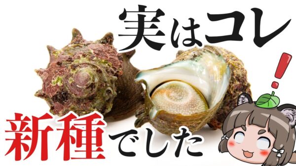 【大発見】みんなが食べてるサザエ、実は学名すら無い新種でした