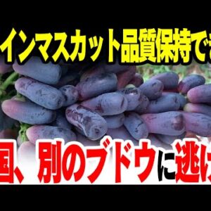 韓国と中国、シャインマスカットマトモに育てられず別の修理へ逃げる【ゆっくり解説】