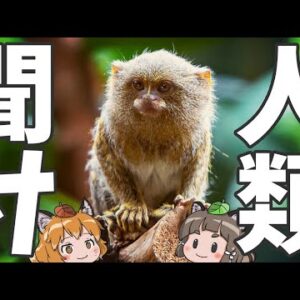【緊急動画】ピグミーマーモセットを救いたい