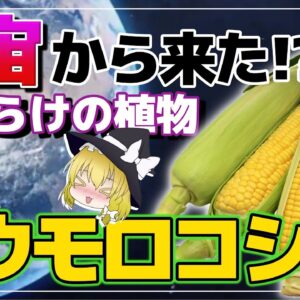【ゆっくり解説】謎多きトウモロコシの生態！宇宙からきた植物？人類はトウモロコシに支配されている