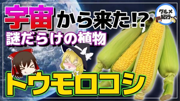 【ゆっくり解説】謎多きトウモロコシの生態！宇宙からきた植物？人類はトウモロコシに支配されている