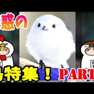 【おもしろゆっくり】魅惑の「鳥」特集！その③