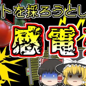 【2000年米国】トマトを収穫しようとして自作電気柵で感電、心臓が停止した状態で発見された男性【ゆっくり解説】