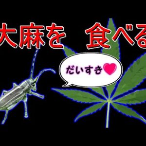 【ゆっくり解説】#32 アサカミキリ～エサの規制で絶滅寸前！？昆虫と植物の不思議な関係～