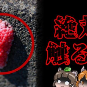 【外来種】触れるだけでアウト！？ジャンボタニシの恐ろしさ【ヤバい外来種#5】