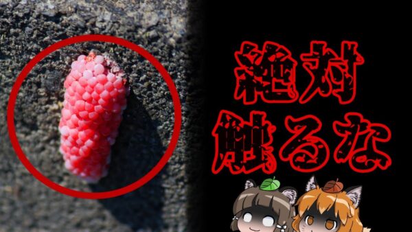 【外来種】触れるだけでアウト！？ジャンボタニシの恐ろしさ【ヤバい外来種#5】