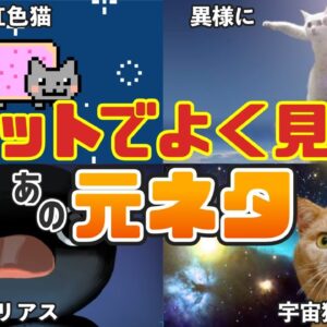【生き物系】あの有名なネットミームの元ネタ6選