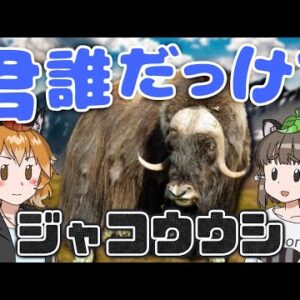 【猛進】禁断の頭突きバトル！？ジャコウウシ【へんないきもの#87】