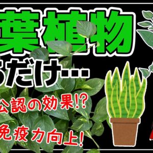 【ゆっくり解説】観葉植物を飾ると起こること！NASAも研究していた！？エコプラント5選