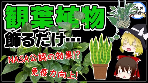 【ゆっくり解説】観葉植物を飾ると起こること！NASAも研究していた！？エコプラント5選