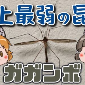 【最弱】触っただけでバラバラ！？史上最弱の昆虫ガガンボ