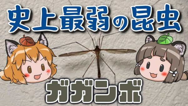【最弱】触っただけでバラバラ！？史上最弱の昆虫ガガンボ
