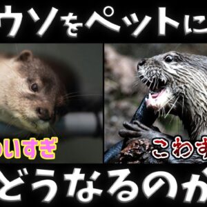 【豹変】カワウソを飼うとどうなる？可愛さに隠れた凶暴な裏の顔とは…