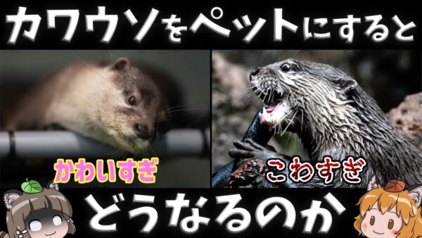 【豹変】カワウソを飼うとどうなる？可愛さに隠れた凶暴な裏の顔とは…