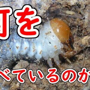 【ゆっくり解説】#34 クワガタは空気で出来ている～朽ち木の錬金術師～