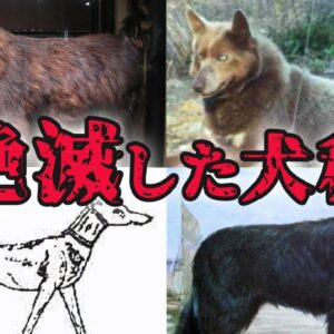 【滅亡】地球から姿を消した…絶滅した犬種6選 パート2