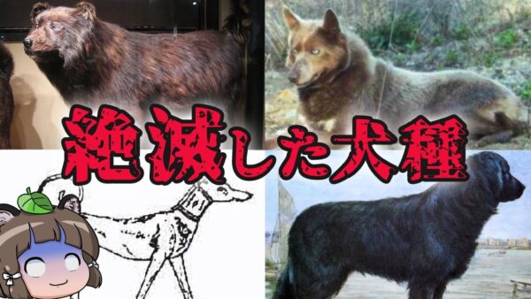 【滅亡】地球から姿を消した…絶滅した犬種6選 パート2