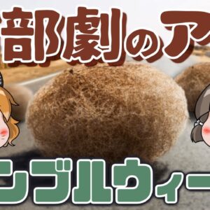 【例のアレ】西部劇で転がってるあの草！タンブルウィード【へんないきもの#89】