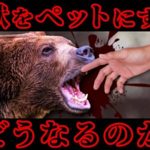【猛獣】クマを飼っていた男の末路｜猛獣をペットにするとどうなるのか？