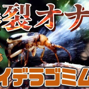 【大噴射】100℃の爆裂オナラ！？ミイデラゴミムシ【へんないきもの#91】