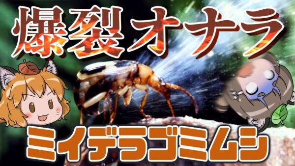 【大噴射】100℃の爆裂オナラ！？ミイデラゴミムシ【へんないきもの#91】