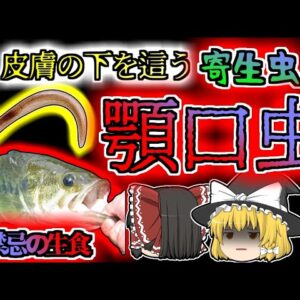 【2002年】皮膚の下で蠢く何か…謎の奇病に苦しめられた主婦 原因はブラックバス？『顎口虫症の危険』【ゆっくり解説】