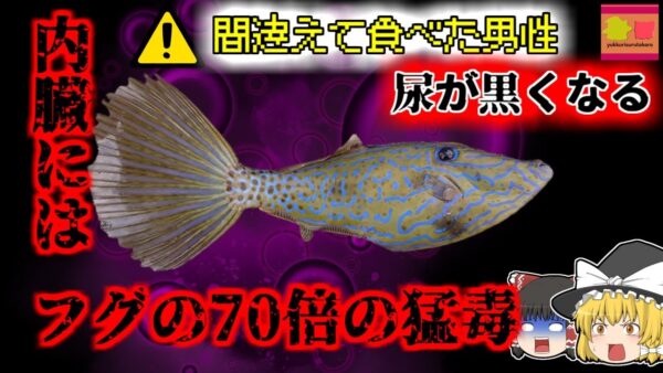 【2007年長崎】釣ったカワハギを調理して食べた男性 その後筋肉が溶けてしまう奇病を発症 間違えて毒をもつ魚を食べてしまっていた？『ブダイ・ソウシハギ食中毒』【ゆっくり解説】
