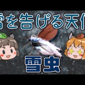 【かわいい】冬を知らせる雪の天使！？雪虫（ユキムシ）【へんないきもの#93】