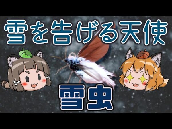 【かわいい】冬を知らせる雪の天使！？雪虫（ユキムシ）【へんないきもの#93】
